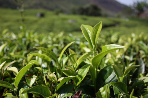 The Main Guest of the Conversations: Black Tea